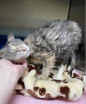 Ice Cream -  Domestic Short Hair Cat for Adoption in Bloomsburg, Pennsylvania - Ice Cream | PetCurious