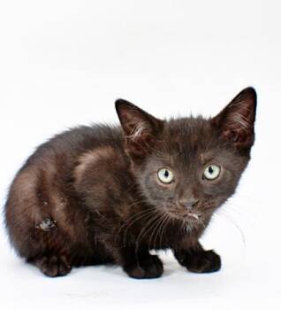Tanzanite -  Domestic Short Hair Cat Available for Adoption in Morton Grove, Illinois - Tanzanite | PetCurious
