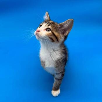 Jorinda -  Domestic Short Hair Cat for Adoption in Plainfield, Illinois - Jorinda | PetCurious