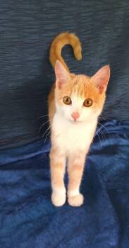 Golden Nugget 749 -  Domestic Short Hair Cat for Adoption - Golden Nugget 749 | PetCurious