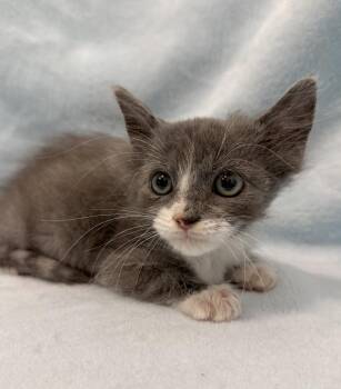 Clutch -  Domestic Short Hair Cat for Adoption in Greensboro, North Carolina - Clutch | PetCurious