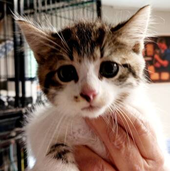 Jackie -  Domestic Short Hair Cat for Adoption in Bulverde, Texas - Jackie | PetCurious