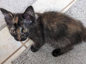 Skittles -  Domestic Short Hair Cat for Adoption in Millcreek, Utah - Skittles | PetCurious