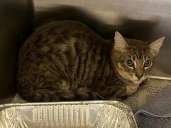 SNAKE -  Domestic Long Hair Cat for Adoption in Tustin, California - SNAKE | PetCurious