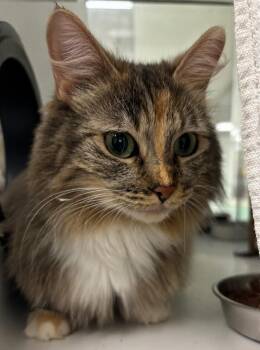 Domestic Long Hair Cats Available for Adoption in Saint Paul, Minnesota - Ziti | PetCurious