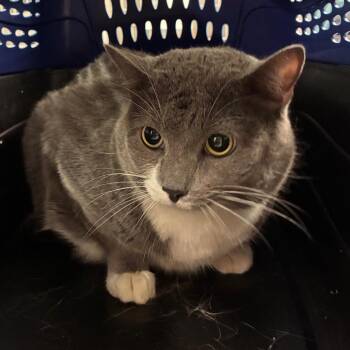 Charlotte -  Domestic Short Hair and Mixed Breed Cat for Adoption in Manhattan, Kansas - Charlotte | PetCurious