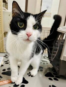 Domestic Short Hair Cats Available for Adoption in Derwood, Maryland - HOOKER | PetCurious