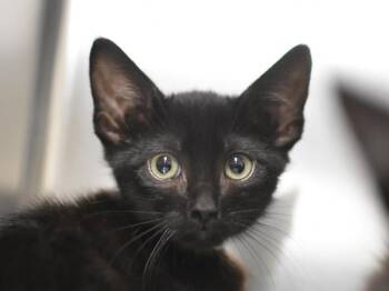 Joker -  Domestic Short Hair Cat for Adoption in Portland, Oregon - Joker | PetCurious