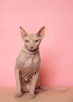 Rescue Sphynx Hairless Cat Cats for Adoption in Sunrise, Florida - Cleopatra | PetCurious