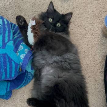 Domestic Long Hair Cats Available for Adoption - Merlin - In Foster | PetCurious