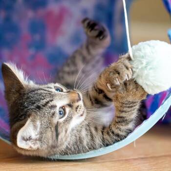 Hard Rock Hotel -  Domestic Short Hair Cat for Adoption in Baltimore, Maryland - Hard Rock Hotel | PetCurious
