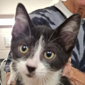Roadie -  Domestic Short Hair Cat for Adoption in Zanesville, Ohio - Roadie | PetCurious
