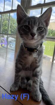 Hazy -  Domestic Short Hair Cat Available for Adoption in Clarksville, Tennessee - Hazy | PetCurious