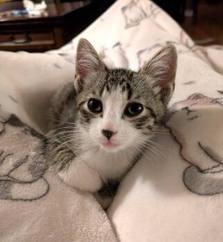 Pigeon -  Tabby Cat for Adoption in Bentonville, Arkansas - Pigeon | PetCurious