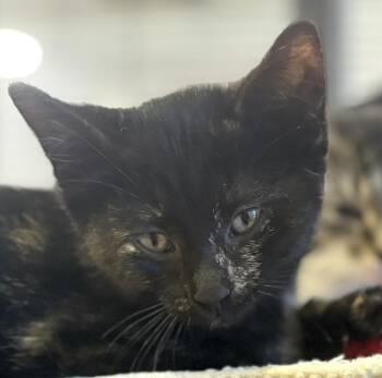 Crumpet -  Domestic Short Hair Cat for Adoption in Jackson, Michigan - Crumpet | PetCurious