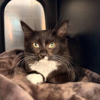 Oreo -  Domestic Long Hair Cat for Adoption in Spokane, Washington - Oreo | PetCurious