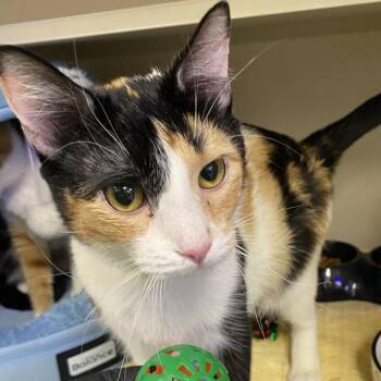 Alma -  Domestic Short Hair Cat for Adoption in Westhampton, New York - Alma | PetCurious