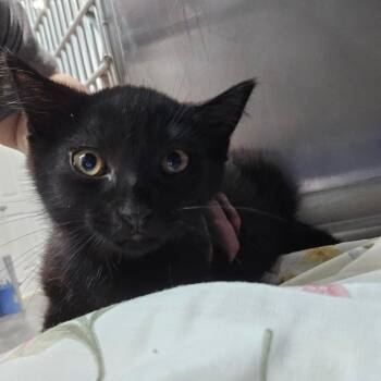 Shifu -  Domestic Short Hair Cat for Adoption in Fairmont, West Virginia - Shifu | PetCurious