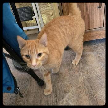 Domestic Short Hair Cats Available for Adoption in Park Falls, Wisconsin - Poppy | PetCurious