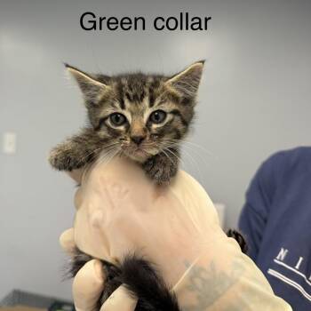 Chuck -  Domestic Short Hair Cat for Adoption in Watertown, New York - Chuck | PetCurious