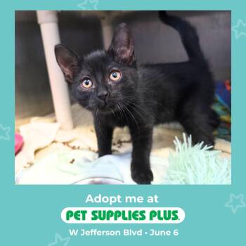 Nero -  Domestic Short Hair Cat for Adoption in Fort Wayne, Indiana - Nero | PetCurious