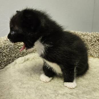 Domestic Short Hair Cats Available for Adoption in Brockport, New York - Cooper | PetCurious