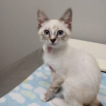 Bugs -  Siamese and Snowshoe Cat for Adoption in Sautee Nacoochee, Georgia - Bugs | PetCurious