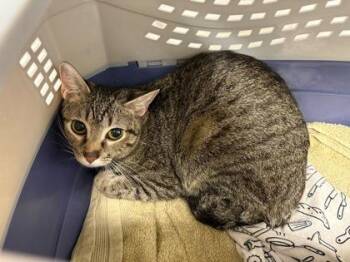 James Baldwin -  Domestic Short Hair Cat for Adoption in Kansas City, Missouri - James Baldwin | PetCurious