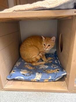 David -  Domestic Short Hair Cat Available for Adoption in Seward, Nebraska - David | PetCurious