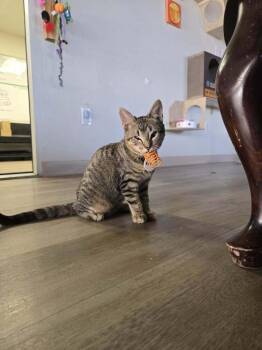 Evora -  Domestic Short Hair Cat for Adoption in Tucson, Arizona - Evora | PetCurious