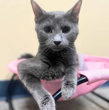 Domestic Short Hair Cats Available for Adoption in Quincy, Illinois - Willow | PetCurious