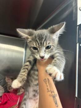 NOVA -  Domestic Short Hair Cat for Adoption in Fremont, California - NOVA | PetCurious