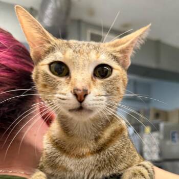 Snuggles (Chow Hound Jenison) -  Domestic Short Hair Cat for Adoption in West Olive, Michigan - Snuggles (Chow Hound Jenison) | PetCurious