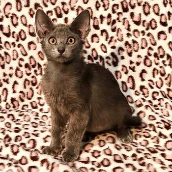 Rescue Domestic Short Hair Cats for Adoption in Mt. Juliet, Tennessee - Ursa | PetCurious