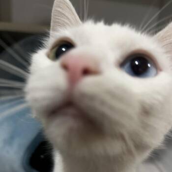 Domestic Short Hair Cats Available for Adoption - Snowberry | PetCurious