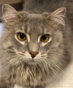 Rescue Maine Coon and Manx Cats for Adoption in Ballwin, Missouri - Cooper | PetCurious