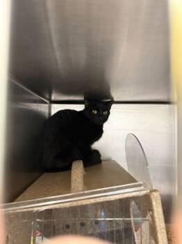 Domestic Short Hair Cats Available for Adoption in Sevierville, Tennessee - Pasteur | PetCurious