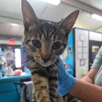 Rescue Domestic Short Hair Cats for Adoption in Graham, Texas - Grover | PetCurious