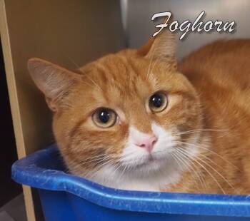 Rescue Domestic Short Hair Cats for Adoption in Middle Township, New Jersey - Foghorn | PetCurious