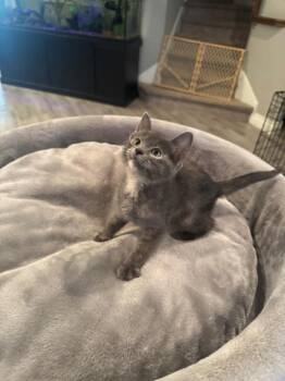 Domestic Short Hair Cats Available for Adoption in San Antonio, Texas - Luce | PetCurious