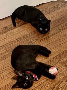Rescue Domestic Short Hair Cats for Adoption in Chicago, Illinois - Rosie | PetCurious