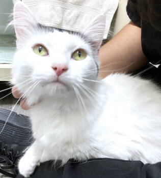 Rescue Domestic Medium Hair Cats for Adoption in Reston, Virginia - Mickey | PetCurious