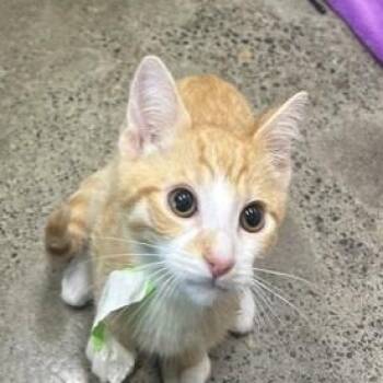 Loafer -  Domestic Short Hair Cat for Adoption in Portland, Oregon - Loafer | PetCurious