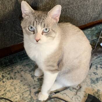 Rescue Domestic Short Hair Cats for Adoption in Eaton Rapids, Michigan - Bugs Bunny 55370 | PetCurious