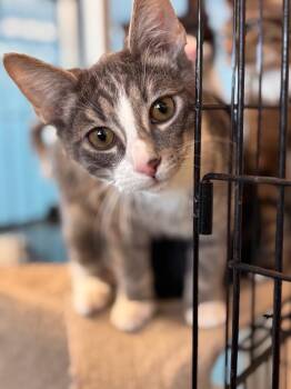 Domestic Short Hair Cats Available for Adoption - Flame | PetCurious