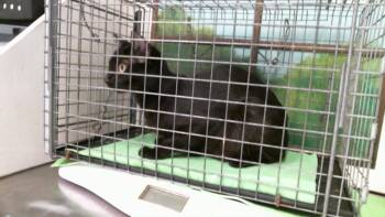 A2093938 -  Domestic Short Hair Cat for Adoption in Houston, Texas - A2093938 | PetCurious