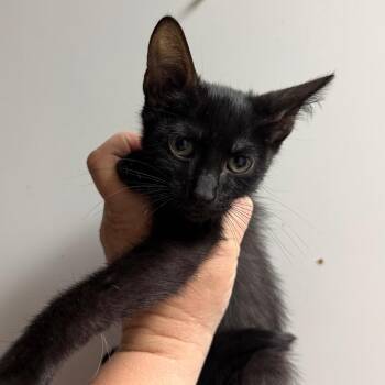 Mozzerella -  Domestic Short Hair Cat for Adoption in Fort Smith, Arkansas - Mozzerella | PetCurious