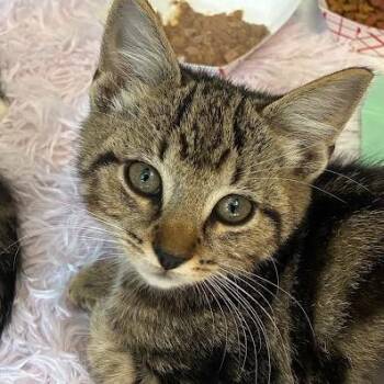 Dannie -  Domestic Short Hair Cat for Adoption in Jeffersonville, Indiana - Dannie | PetCurious