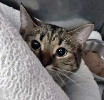 Zendaya -  Domestic Short Hair Cat for Adoption in Fishers, Indiana - Zendaya | PetCurious