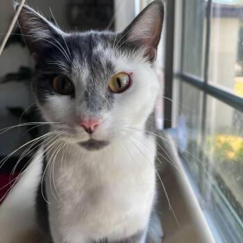 Penne ARC26 - 551 -  American Shorthair Cat for Adoption in Akron, New York - Penne ARC26 - 551 | PetCurious